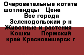 Очаровательные котята шотландцы › Цена ­ 2 000 - Все города, Зеленодольский р-н Животные и растения » Кошки   . Пермский край,Красновишерск г.